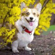 Hond