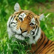 Tijger