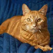 /album/overigen/cat-jpg/