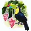 /album/overigen/toucan-jpg/